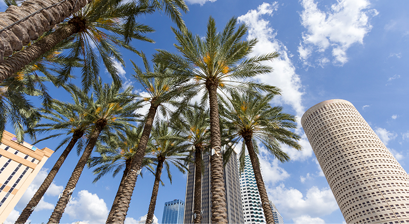 Palms