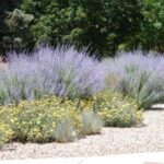 xeriscaping xeriscaping
