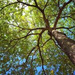 OakTree OakTree