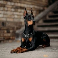 Doberman